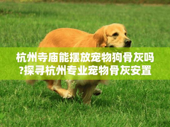 杭州寺庙能摆放宠物狗骨灰吗?探寻杭州专业宠物骨灰安置方案