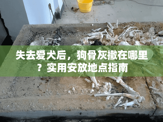 失去爱犬后，狗骨灰撒在哪里？实用安放地点指南