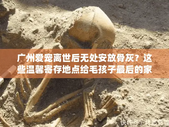 广州爱宠离世后无处安放骨灰？这些温馨寄存地点给毛孩子最后的家