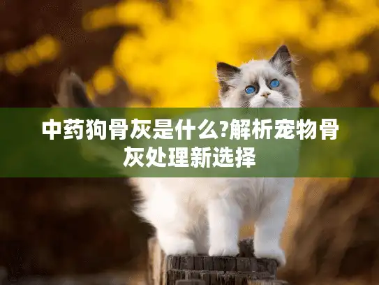 中药狗骨灰是什么?解析宠物骨灰处理新选择