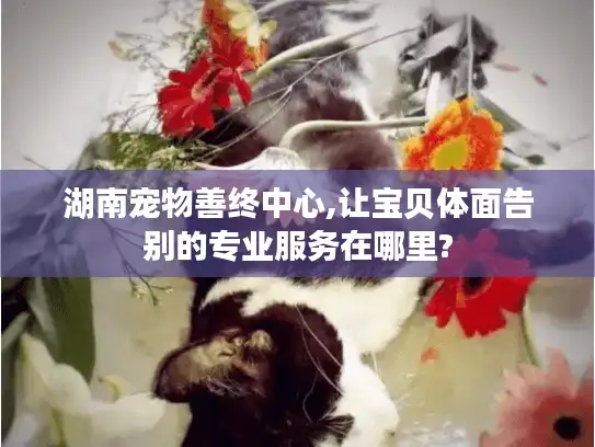 湖南宠物善终中心,让宝贝体面告别的专业服务在哪里?