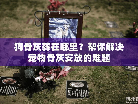 狗骨灰葬在哪里?帮你解决宠物骨灰安放的难题 狗骨灰葬在哪里?帮你解决宠物骨灰安放的难题