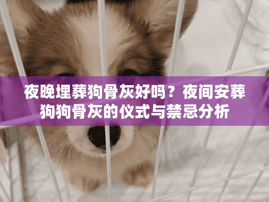 夜晚埋葬狗骨灰好吗？夜间安葬狗狗骨灰的仪式与禁忌分析