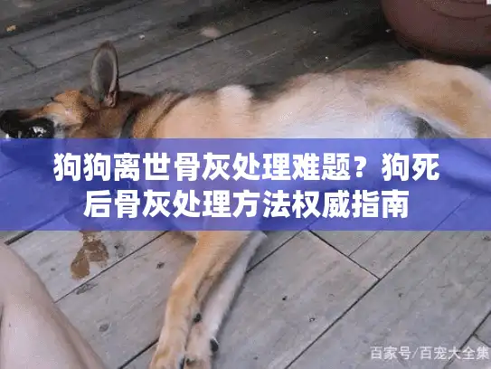 狗狗离世骨灰处理难题？狗死后骨灰处理方法权威指南