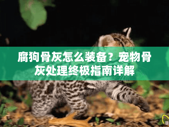 腐狗骨灰怎么装备?宠物骨灰处理终极指南详解 腐狗骨灰怎么装备?宠物骨灰处理终极指南详解