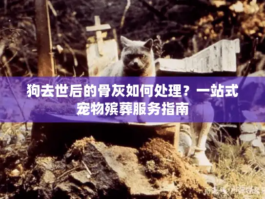 狗去世后的骨灰如何处理？一站式宠物殡葬服务指南