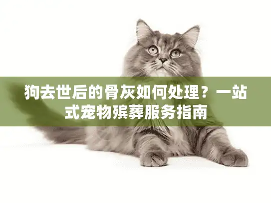 狗去世后的骨灰如何处理？一站式宠物殡葬服务指南