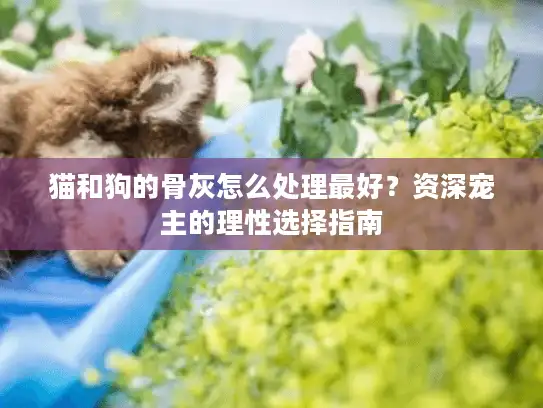 猫和狗的骨灰怎么处理最好?资深宠主的理性选择指南 猫和狗的骨灰怎么处理最好?资深宠主的理性选择指南
