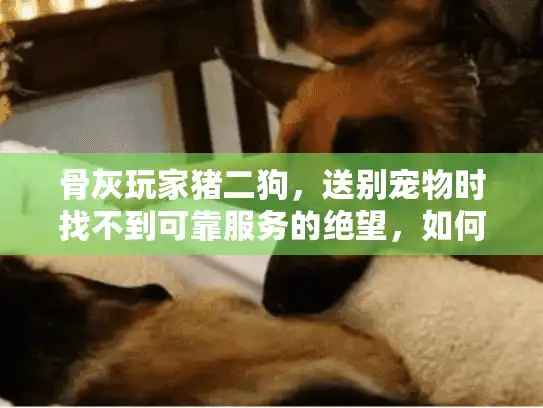 骨灰玩家猪二狗，送别宠物时找不到可靠服务的绝望，如何解决？