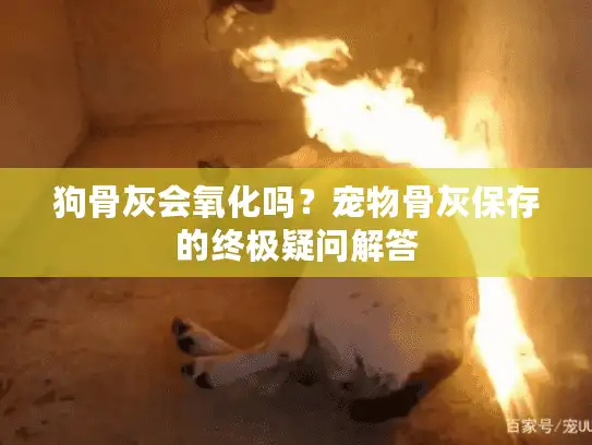 狗骨灰会氧化吗？宠物骨灰保存的终极疑问解答