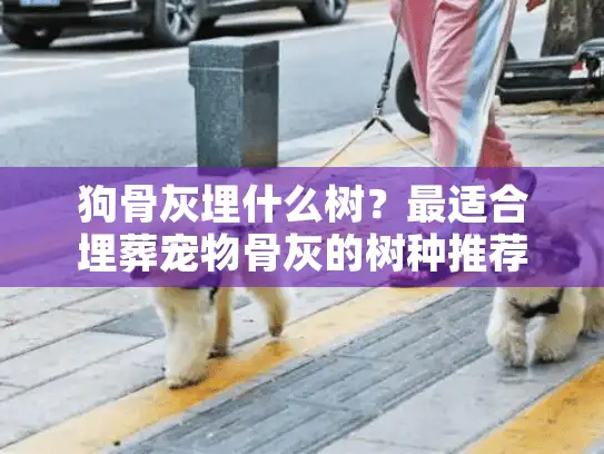 狗骨灰埋什么树？最适合埋葬宠物骨灰的树种推荐指南