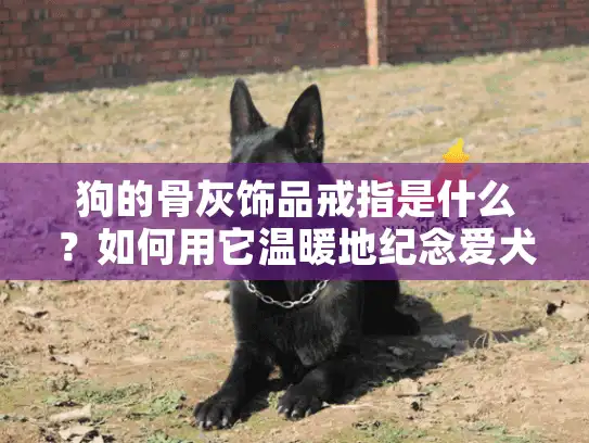 狗的骨灰饰品戒指是什么？如何用它温暖地纪念爱犬？