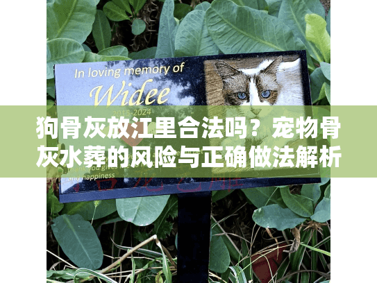 狗骨灰放江里合法吗？宠物骨灰水葬的风险与正确做法解析