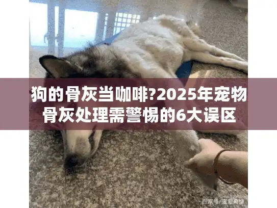 狗的骨灰当咖啡?2025年宠物骨灰处理需警惕的6大误区