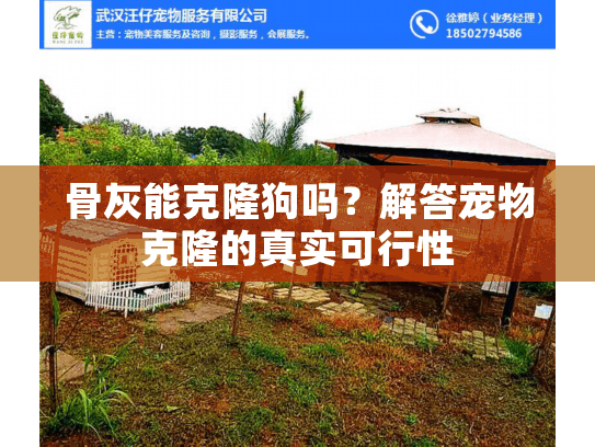 骨灰能克隆狗吗？解答宠物克隆的真实可行性