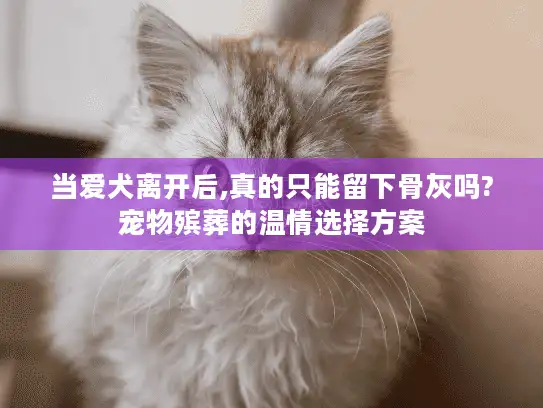 当爱犬离开后,真的只能留下骨灰吗?宠物殡葬的温情选择方案