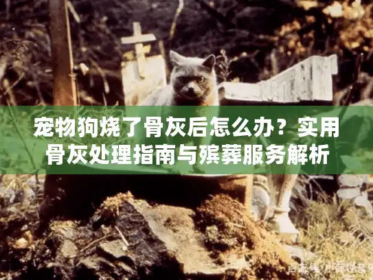 宠物狗烧了骨灰后怎么办？实用骨灰处理指南与殡葬服务解析