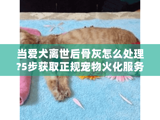 当爱犬离世后骨灰怎么处理?5步获取正规宠物火化服务视频指南
