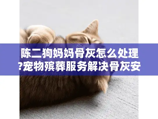 陈二狗妈妈骨灰怎么处理?宠物殡葬服务解决骨灰安置难题