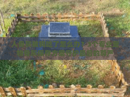 人骨灰被狗吃了怎么办？3个专业宠物骨灰保存方案守护最后的尊严