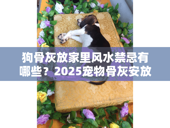 狗骨灰放家里风水禁忌有哪些？2025宠物骨灰安放最佳风水方案解析