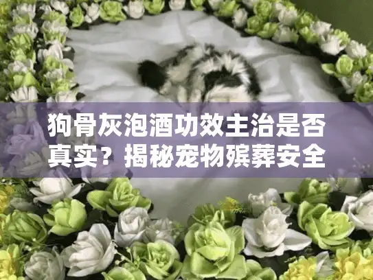 狗骨灰泡酒功效主治是否真实？揭秘宠物殡葬安全的正确选择