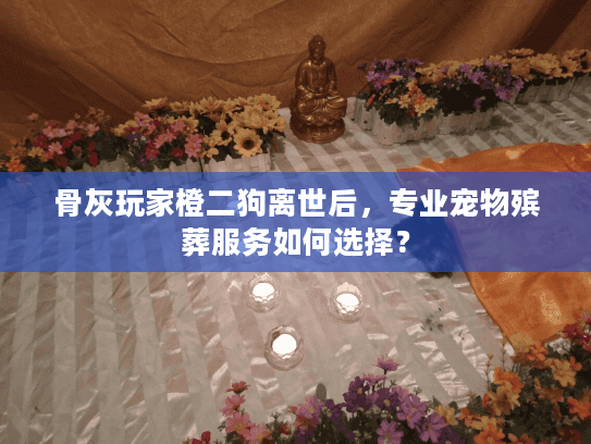 骨灰玩家橙二狗离世后，专业宠物殡葬服务如何选择？