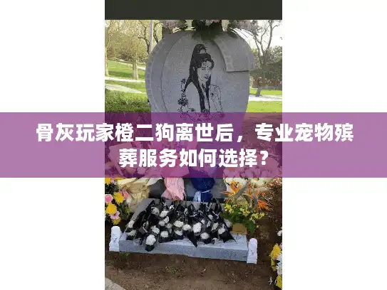 骨灰玩家橙二狗离世后，专业宠物殡葬服务如何选择？
