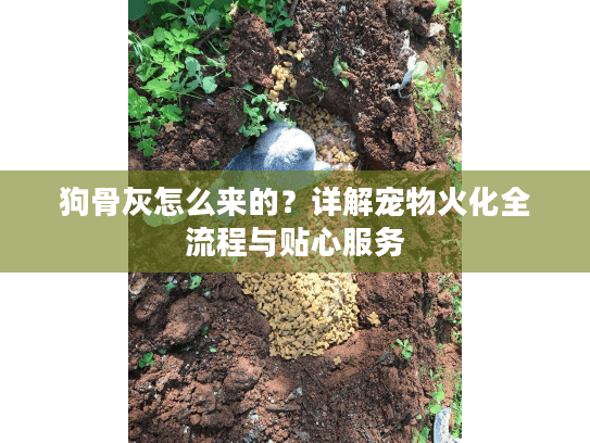 狗骨灰怎么来的？详解宠物火化全流程与贴心服务