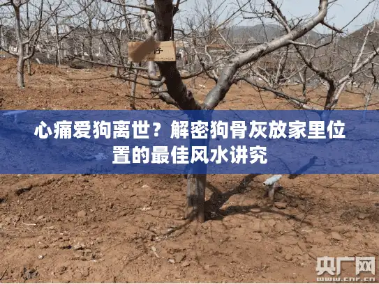 心痛爱狗离世？解密狗骨灰放家里位置的最佳风水讲究