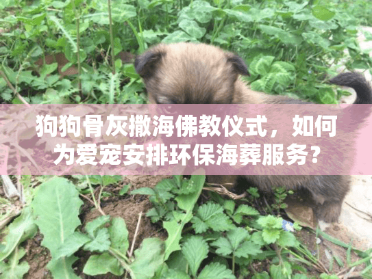狗狗骨灰撒海佛教仪式,如何为爱宠安排环保海葬服务? 狗狗骨灰撒海佛教仪式,如何为爱宠安排环保海葬服务?