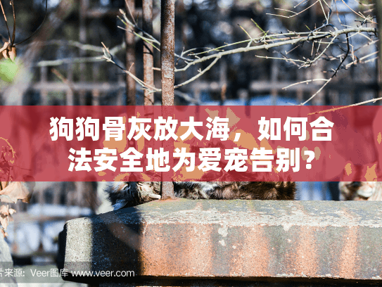 狗狗骨灰放大海,如何合法安全地为爱宠告别? 狗狗骨灰放大海,如何合法安全地为爱宠告别?