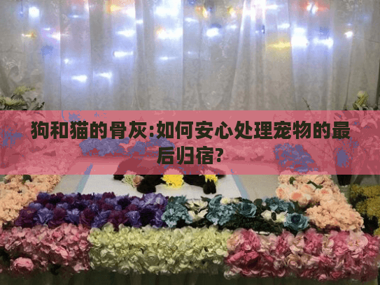 狗和猫的骨灰:如何安心处理宠物的最后归宿?