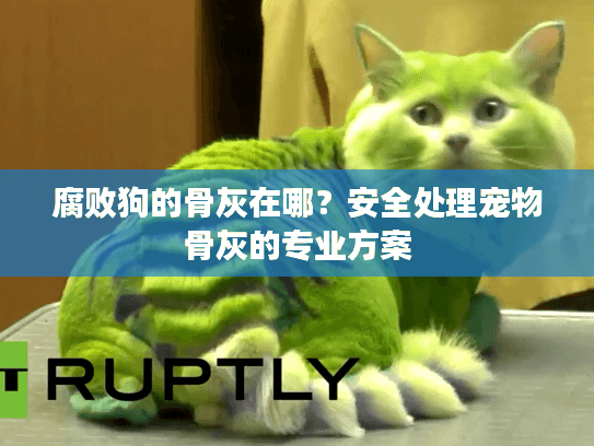 腐败狗的骨灰在哪?安全处理宠物骨灰的专业方案 腐败狗的骨灰在哪?安全处理宠物骨灰的专业方案