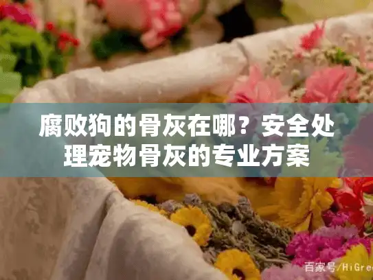 腐败狗的骨灰在哪?安全处理宠物骨灰的专业方案 腐败狗的骨灰在哪?安全处理宠物骨灰的专业方案