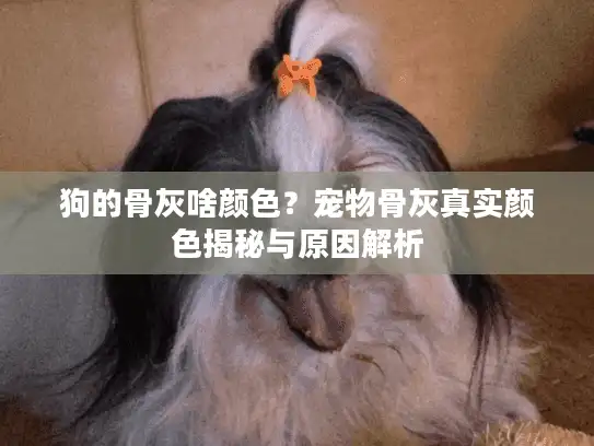 狗的骨灰啥颜色？宠物骨灰真实颜色揭秘与原因解析