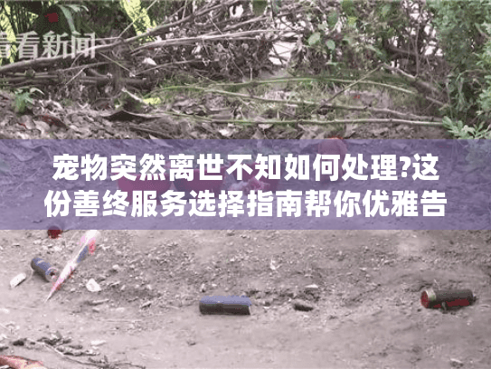 宠物突然离世不知如何处理?这份善终服务选择指南帮你优雅告别