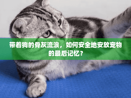 带着狗的骨灰流浪，如何安全地安放宠物的最后记忆？