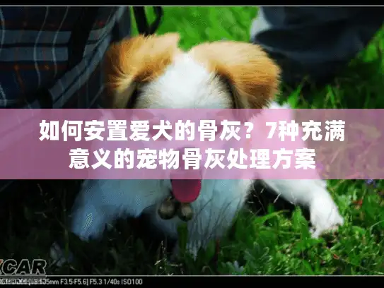 如何安置爱犬的骨灰？7种充满意义的宠物骨灰处理方案