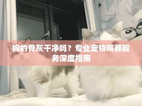 狗的骨灰干净吗?专业宠物殡葬服务深度指南 狗的骨灰干净吗?专业宠物殡葬服务深度指南