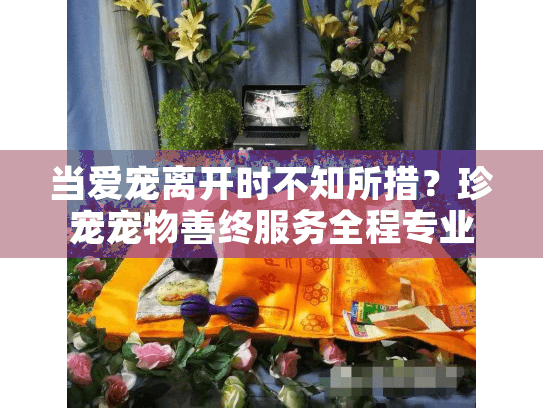 当爱宠离开时不知所措？珍宠宠物善终服务全程专业指导