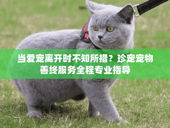 当爱宠离开时不知所措？珍宠宠物善终服务全程专业指导