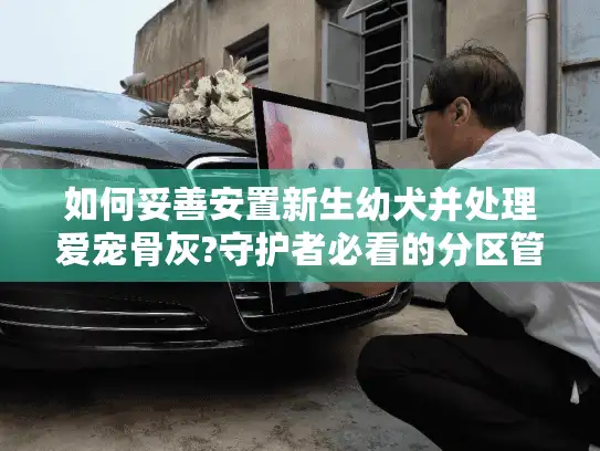 如何妥善安置新生幼犬并处理爱宠骨灰?守护者必看的分区管理指南