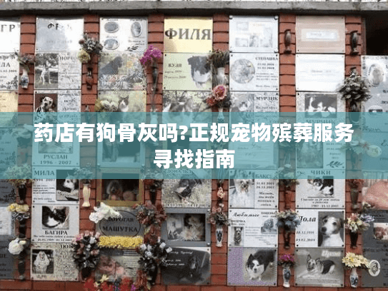 药店有狗骨灰吗?正规宠物殡葬服务寻找指南