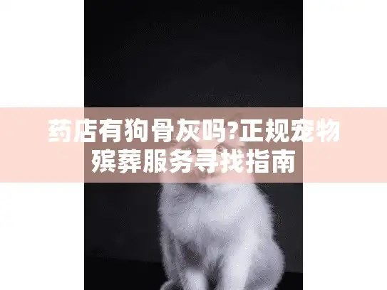 药店有狗骨灰吗?正规宠物殡葬服务寻找指南
