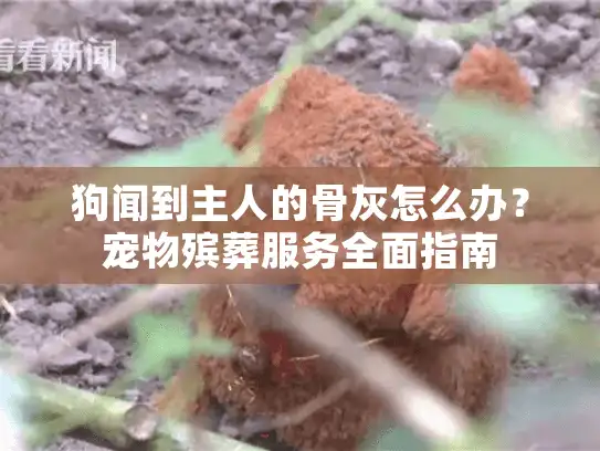 狗闻到主人的骨灰怎么办?宠物殡葬服务全面指南 狗闻到主人的骨灰怎么办?宠物殡葬服务全面指南