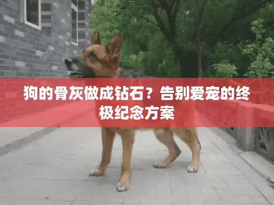 狗的骨灰做成钻石？告别爱宠的终极纪念方案