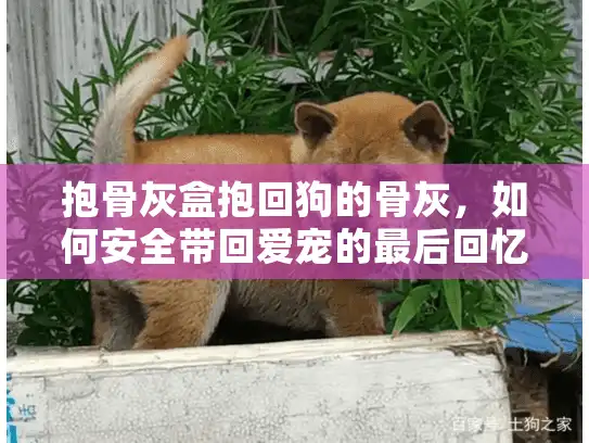 抱骨灰盒抱回狗的骨灰,如何安全带回爱宠的最后回忆 抱骨灰盒抱回狗的骨灰,如何安全带回爱宠的最后回忆