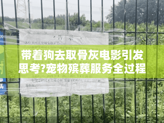 带着狗去取骨灰电影引发思考?宠物殡葬服务全过程解析