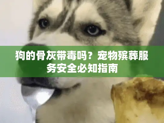 狗的骨灰带毒吗?宠物殡葬服务安全必知指南 狗的骨灰带毒吗?宠物殡葬服务安全必知指南
